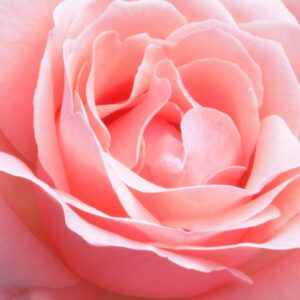 le-bien-etre-par-les-fleurs