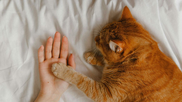 communication-animale