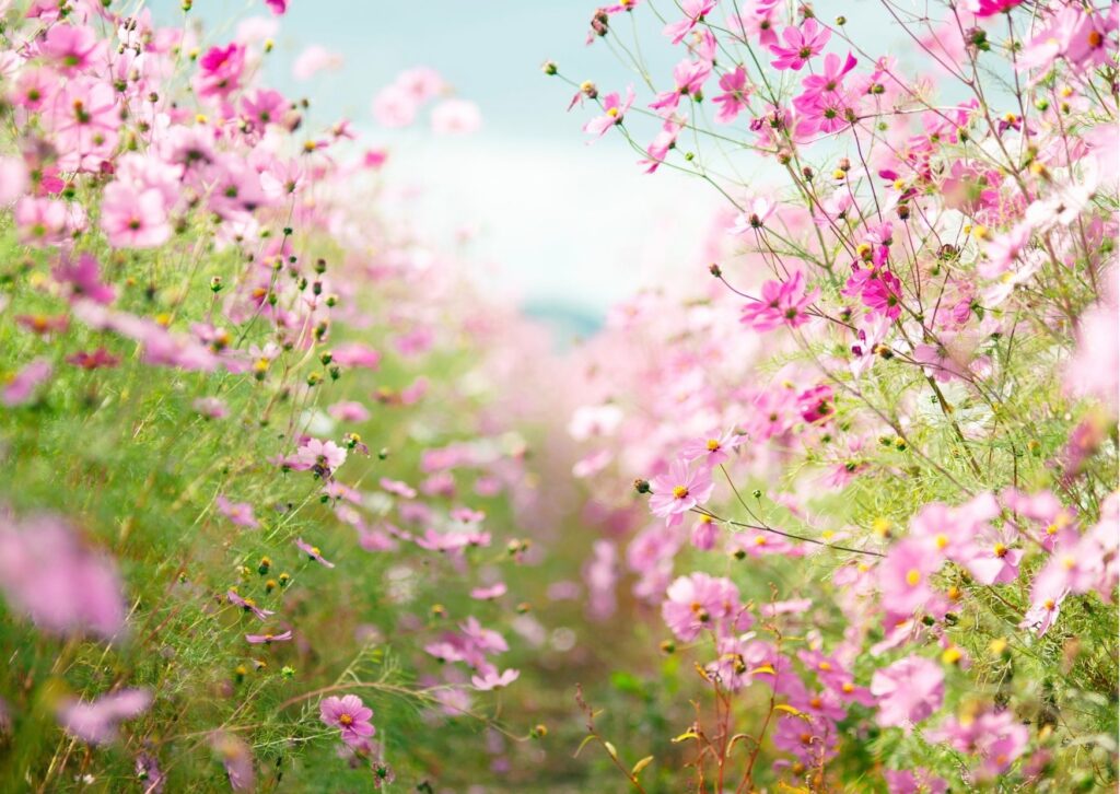 Ana Sophia Michaelis - Fleurs de Bach - Fleurs